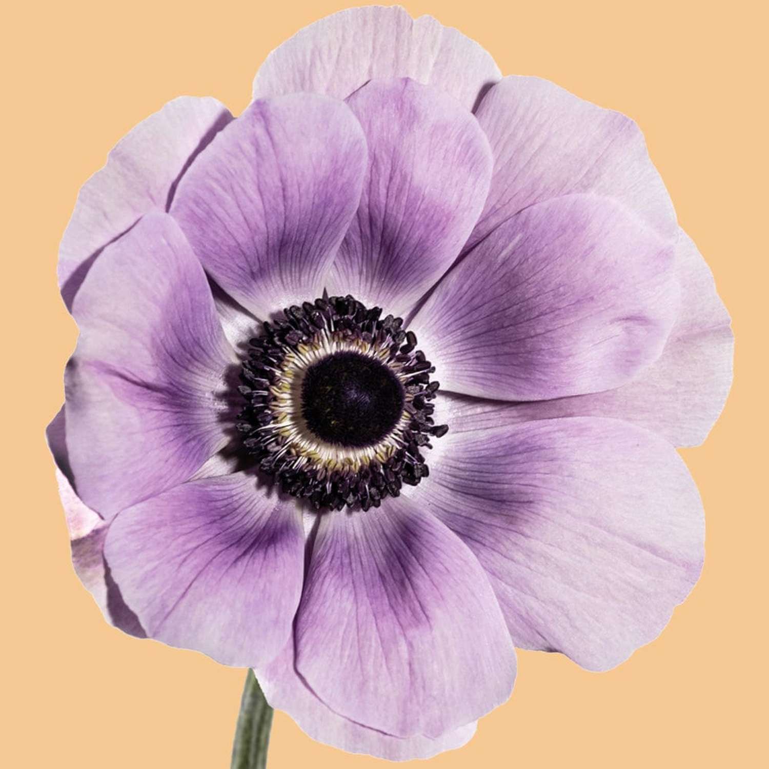 Anemone 'Mistral® Milka' - Anemone